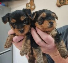 GORGEOUS MALE AND FEMALE YORKIE PUPPIES