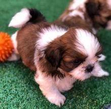Gorgeous shih tzu puppies all ready