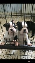 Healthy Boston Terrier set to go.