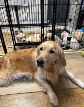 Male and Female Golden Retriever Puppies Available