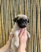 Pug Puppies for Adoption NOW
