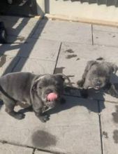 Staffordshire Bull Terrier