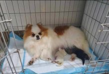 Top Quality Registered Pomeranian Puppies for adoption!!!