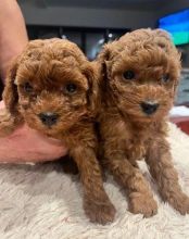 TOY POODLE PUPPIES