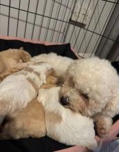 Wonderful Cavachon Puppies For Sale!