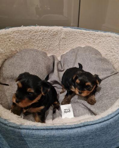 Amazing Yorkshire Terrier puppy! Image eClassifieds4u