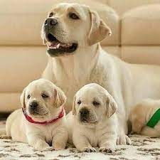 Awesome Labrador Retriever Puppies Available 💕Delivery Available🌎 Image eClassifieds4u