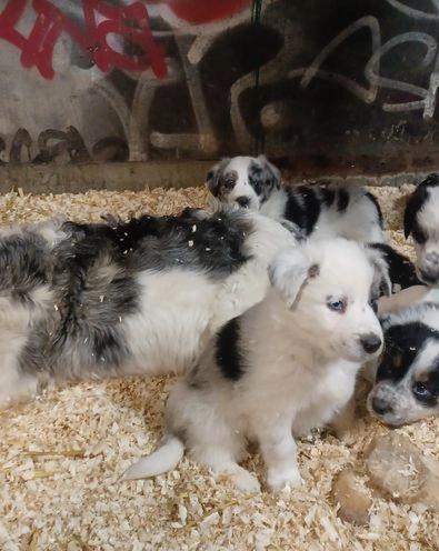 Cute Border Collie PUPPIES FOR ADOPTION Image eClassifieds4u