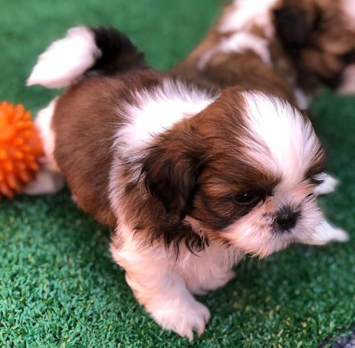 Gorgeous shih tzu puppies all ready Image eClassifieds4u