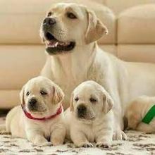 Male and Female Labrador Retriever Puppies 💕Delivery Available🌎 Image eClassifieds4u 3