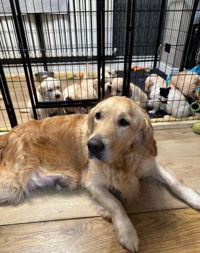 Male and Female Golden Retriever Puppies Available Image eClassifieds4u