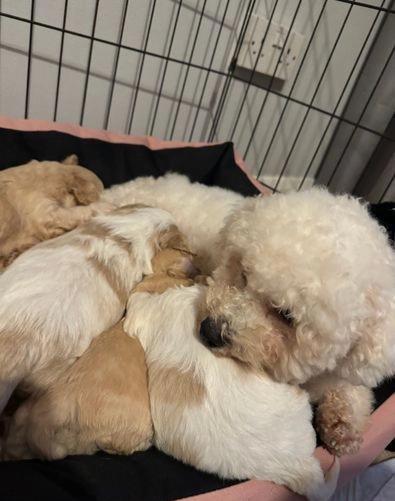 Wonderful Cavachon Puppies For Sale! Image eClassifieds4u