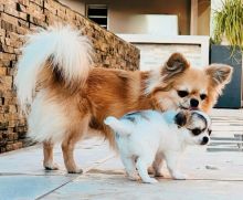 Super Cute Chihuahua Puppies for Adoption 💕Delivery Available🌎