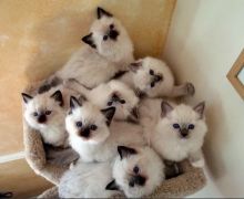 dgtv fbdf Affectionate male and female Ragdoll kittens