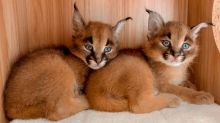 fdrev gelary train caracal kittens