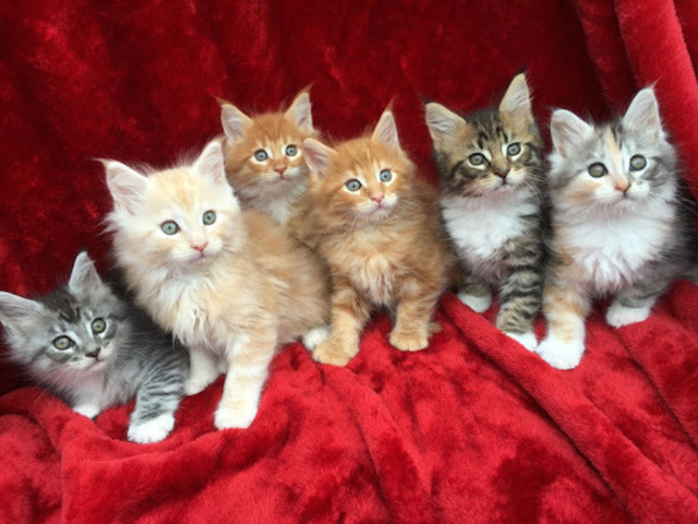 csgdfb xcvf affectionate, female Maine Coon for sal Image eClassifieds4u