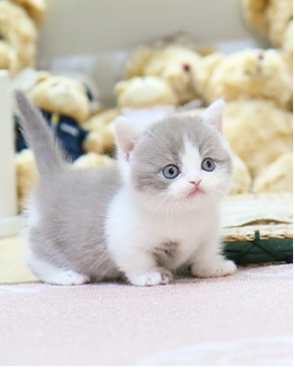 fefb v vbmnhg lovely and sexy Munchkin kittens Image eClassifieds4u