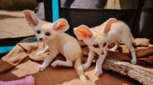 etreu vbngjy Adorable Fennec Fox Image eClassifieds4U