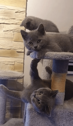 nn jhygiy finest and sweet British short hair kittens Image eClassifieds4u