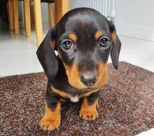 Dachshund puppies for adoption