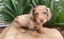 Dachshund puppies for adoption