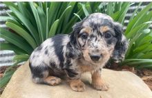 Dachshund puppies for adoption