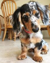 Dachshund puppies for adoption Image eClassifieds4u 2