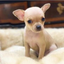 chihuahuas boys/ vaccinated / microchipped