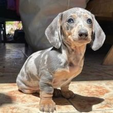 Miniature lowley dashund🐕😍