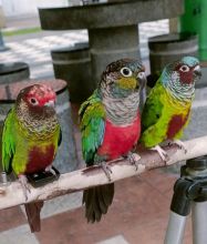 Adoption African parrots