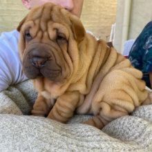asdfdf dvf Cute Shar Pei Puppies