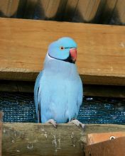 dsvfg Blue Indian Ringneck Parrots.