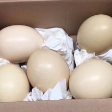 Fertile parrots eggs chicks available
