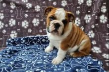 Sdfr fgdfg Male And Female English Bulldog Puppies Available