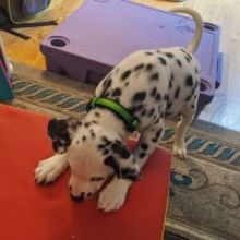 Sdgvc cbfg Healthy, male and female Dalmatian