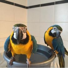 xdf xcvdf Blue And Gold Macaw Parrots
