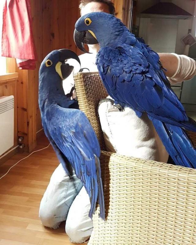 dffg gfbf Hyacinth Macaw parrots ready to go to their new home. Image eClassifieds4u