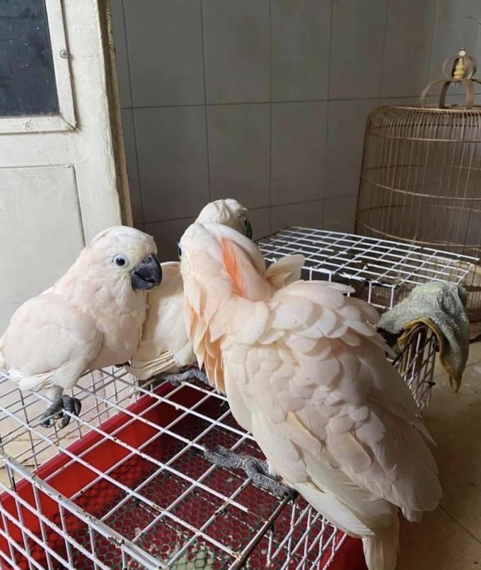 fgthf fgghf Moluccan atoo parrots for sale. Image eClassifieds4u