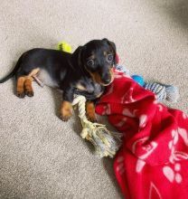 asd weferg Adorable Dachshunds Puppies Image eClassifieds4U