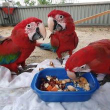 dsfg fdg Talkative Green Macaw parrot looking for great home Image eClassifieds4U