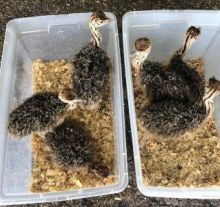 EFFW DSFV Ostrich chicks for sale. Image eClassifieds4U