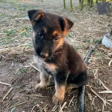 GORGEOUS AKC GERMAN SHEPHERD PUPPIES