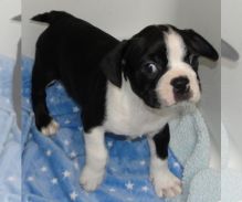 KC ROTTWEILER PUPPIES♨_♨♨_♨