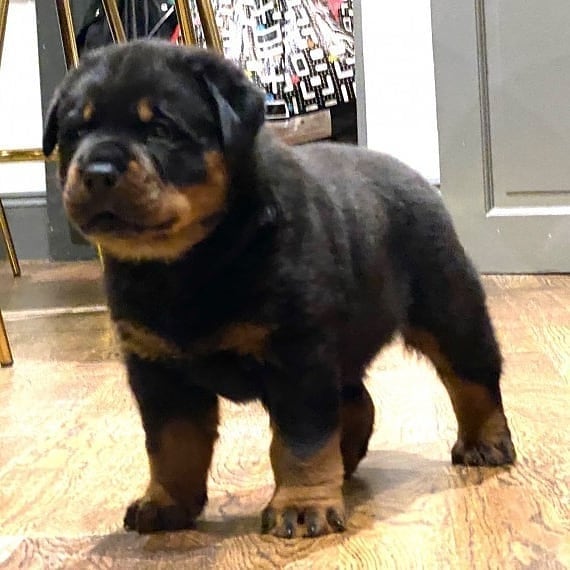 KC ROTTWEILER PUPPIES♨_♨♨_♨ Image eClassifieds4u
