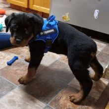 KC ROTTWEILER PUPPIES♨_♨♨_♨ Image eClassifieds4u 4