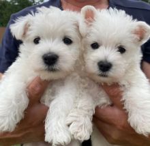 cdsgdf xcvf Two Beautiful West Highland White Terrier Puppies