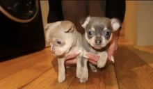 drgr b fg Charming Chihuahua Puppies