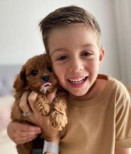 LOVELY POMERANIAN PUPPIES AVAILABLE