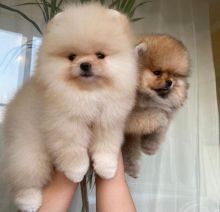 Pomeranian puppies available in good health condition (fordellis2@gmail.com)