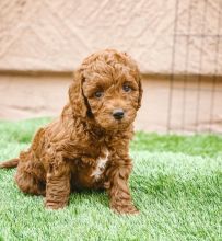 xsfdsv fgdf Nice Looking And Healthy Labradoodle Puppies